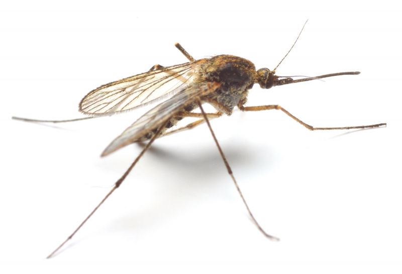 Fly And Mosquito Control Strategies