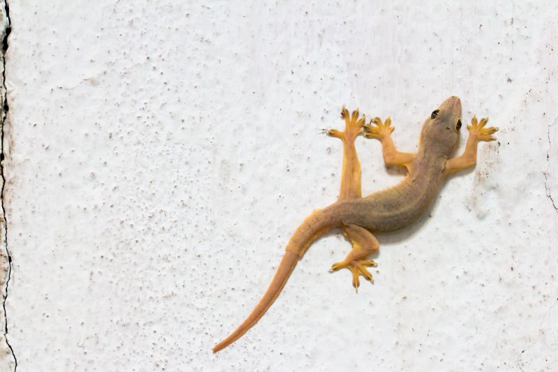 Gecko Extermination